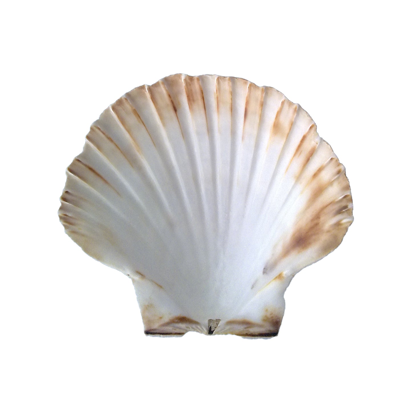 COQUILLES SAINT JACQUES NATURELLES